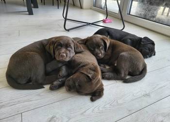 Śliczne suczki Labrador retriever. Rodzice FCi i SWKiPR
