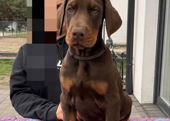 Twój przyszły Doberman zaczyna się tutaj.