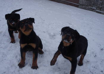 Szczenię Rottweiler