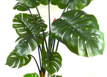 Monstera dziurawa wielopienna sztuczne drzewko kwiat, duże liście 160cm