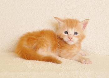 Przepiękny kocurek z rodowodem PZF/WCF - Legalna hodowla