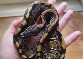 Samiczka pyton królewski classic