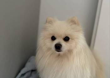 Szpic miniaturowy (Pomeranian) – pies