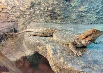 Agama brodata + terrarium