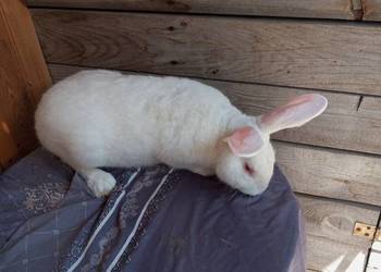 Króliki Termondzkie samice i samce ,młode i dorosłe
