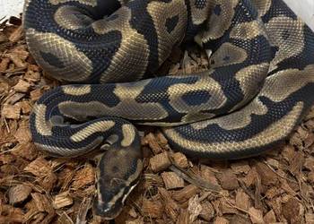 Pyton królewski 1.0 leopard het lavender het albino