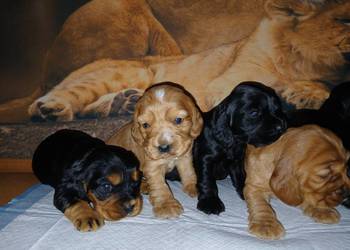 Śliczne Szczenięta Cocker Spaniel Angielski