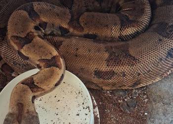 Samica Boa BCI dorosła 280cm 0.1 Hypo het 100% albino