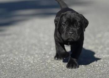 Piękna czarna suczka Cane Corso ZKwP/FCI