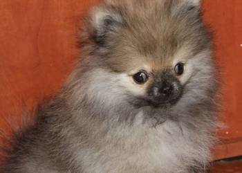 Szpic miniaturowy pomeranian