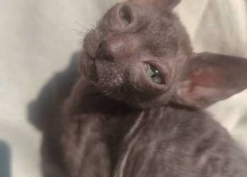 Kot kotka kociaki  cornish rex devon rex  Hod.Urok Życia