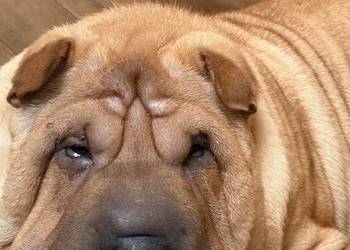 Szczenięta rasy shar pei Szczenięta rasy shar pei