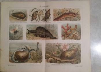 Stara rycina "Schnecken" z Meyers Lexikon z 1897 rok