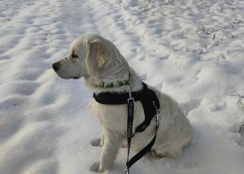 Golden retriever  Champion