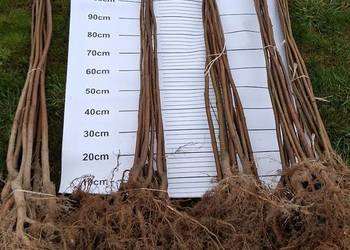 Podkładki do szczepienia klon modrzew katalpa i morwa