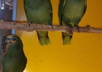 Amazonki modrobrewe ręcznie karmione 2025, DNA, dokumenty do rejestracji