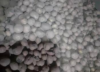 Ziemniaki odpadowe.  Paszowe