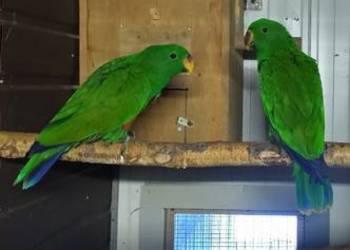 Papugi Lory Wielkie, lora wielka