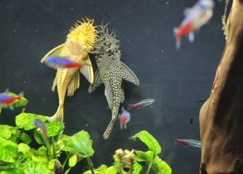 Samiec zbrojniki pospolity 15 cm