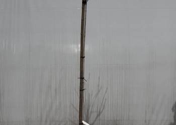 Catalpa "Nana" Pa 180cm