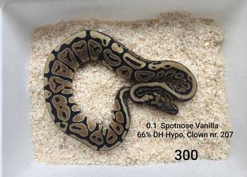 Pyton królewski samica nr 207