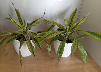 Kwiaty doniczkowe po 10 zł sztuka