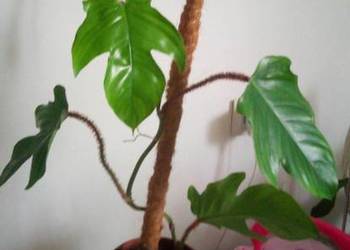 Kwiaty doniczkowe Philodendron squamiferum 2,868