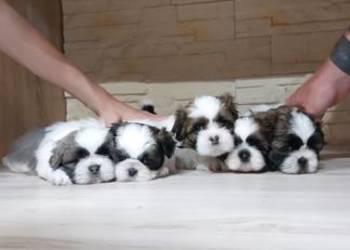 Shih-tzu