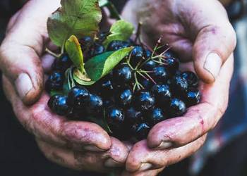 Aronia ekologiczna bez oprysków bez nawozów 100% ekologiczna Tanio !