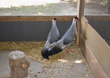 Uszaki mutacja biało siwe