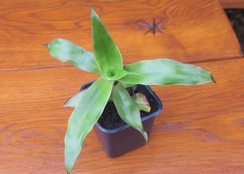 Złoty wąs Callisia Fragrans + gratisy