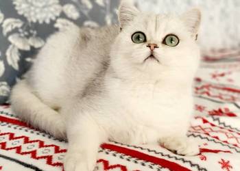 Kocięta srebrne i srebrne pointy. Maliwia