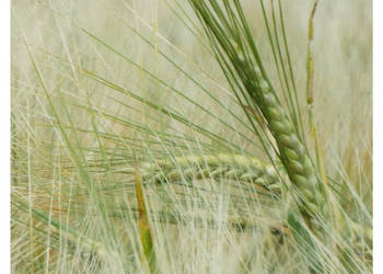 Jęczmień jary Laser