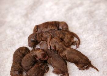 Szczeniaczki Pudel Toy, do rezerwacji, rodzice z badaniami, na kolanka