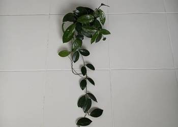 Hoya carnosa hoja różowa długa zwisająca sadzonka + hoja stardust / splash