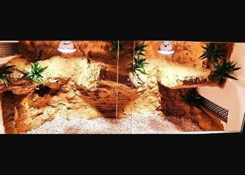 Terrarium dla gekona lamparciego żółwia greckiego