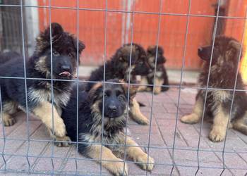 Sprzedam szczeniaki owczarka niemieckiego długowłose