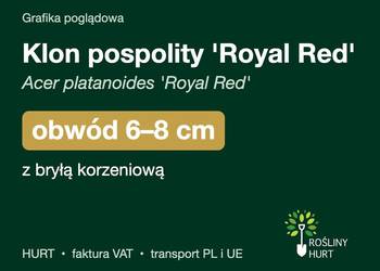 Klon pospolity 'Royal Red' obwód 6-8 cm, z bryłą – HURT
