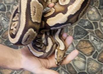 Sprzedam dorosłą samice regiusa phantom fire het clown