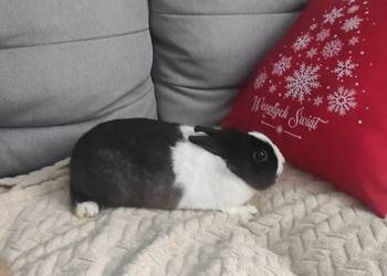 Piękny królik miniaturka