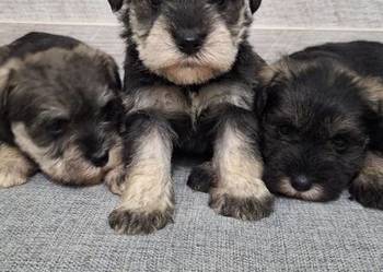 Sznaucer Miniaturowy suczki i pieski.