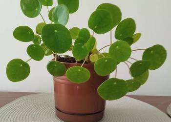 Pilea, pieniążek kwiat doniczkowy Pilea, pieniążek kwiat doniczkowy
