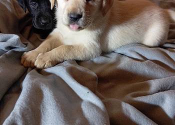 Labrador retriever szczenięta z rodowodem