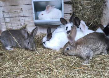 Sprzedam króliki młode są gotowe do odbioru za 1,5 miesiąca