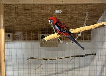 Rozella królewska samiec