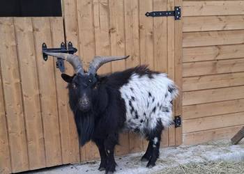 Minikozioł i młode