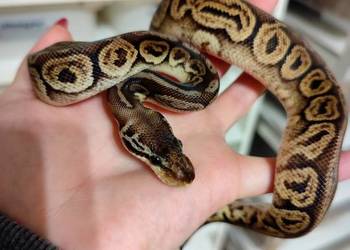 Samiczka Pyton Królewski cb25