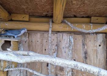 Mnicha nizinna Para Legowa