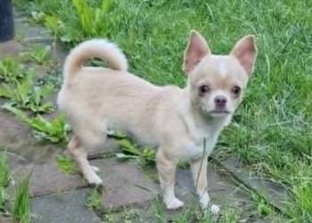 Chihuahua biało kremowa suczka