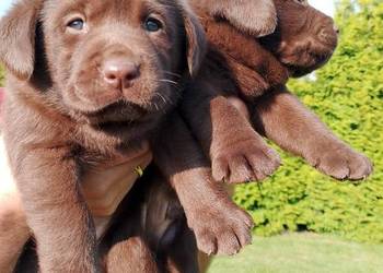 Szczeniaki Labrador Retriever